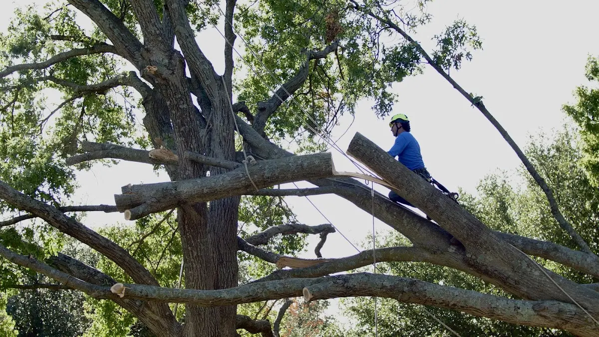 Professional Hazardous Tree Removal performed by certified arborists in River